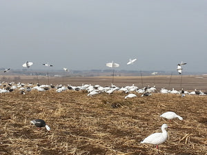 reel wings snow goose decoys