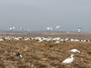 reel wings flying snow goose decoys