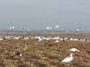 snow goose decoys