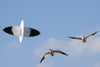 reel wing flying snow goose decoy