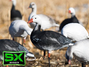 sx full body adult blue goose decoy