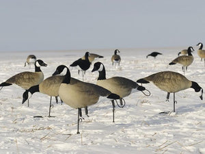 Sx full body canada goose lesser painted