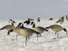 sx lesser canada goose decoys flocked