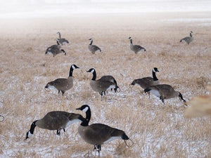 Canada goose flocked decoys