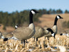 Life size canada goose decoys