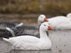 SX snow goose sentry floater decoys