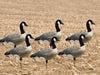Sx Tall neck canada goose decoys