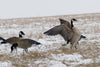Sx lesser canada goose decoys feeders