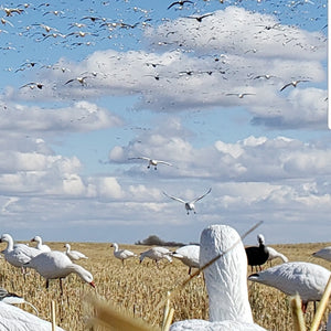 Used snow goose decoys