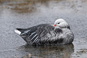 Sleeper floater blue goose decoy