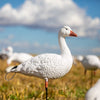 decoy paint kit for snow goose decoys